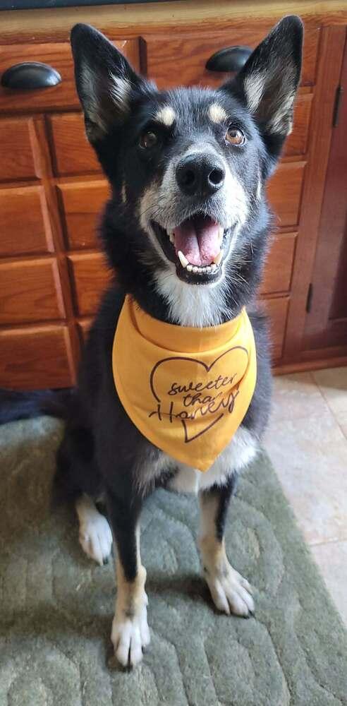 Alyana, a Adoptable mixed breed in Fredonia, WI image 4/5