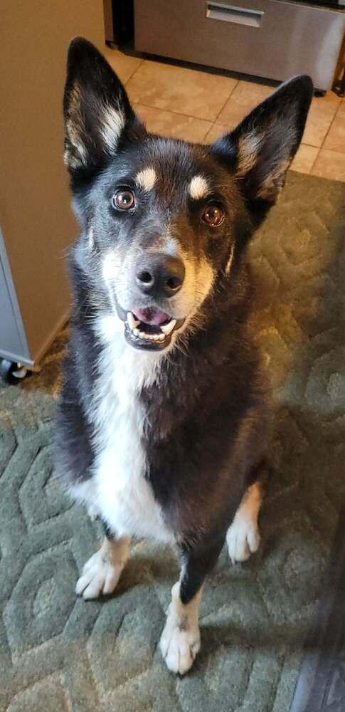 Alyana, a Adoptable mixed breed in Fredonia, WI image 5/5
