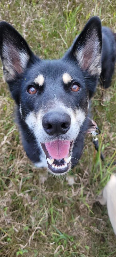 Enlarge Alyana, a Adoptable mixed breed in Fredonia, WI image 6/6