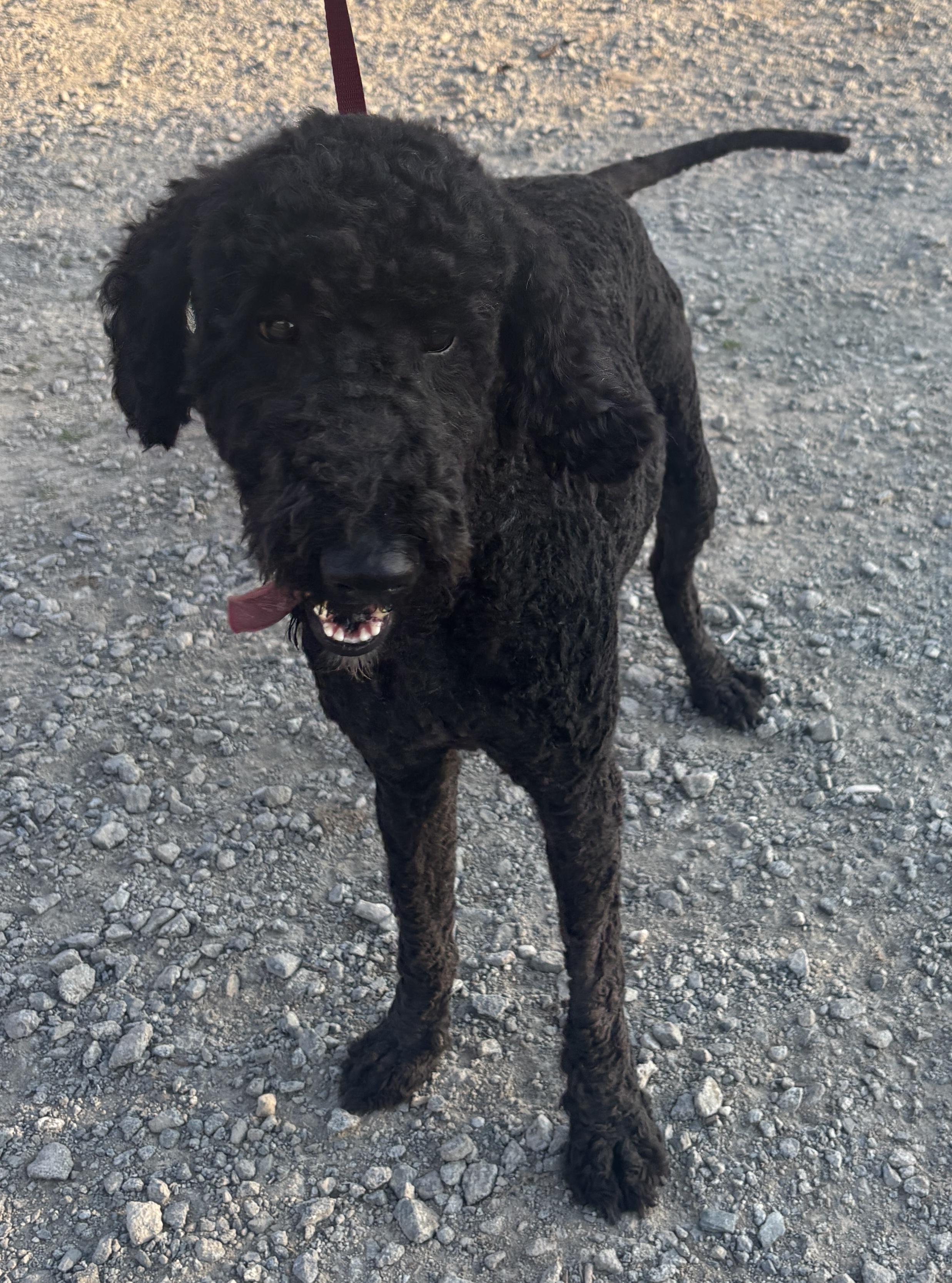 Enlarge Mitzi, a ADOPTABLE Labradoodle in Atwater, CA image 3/3
