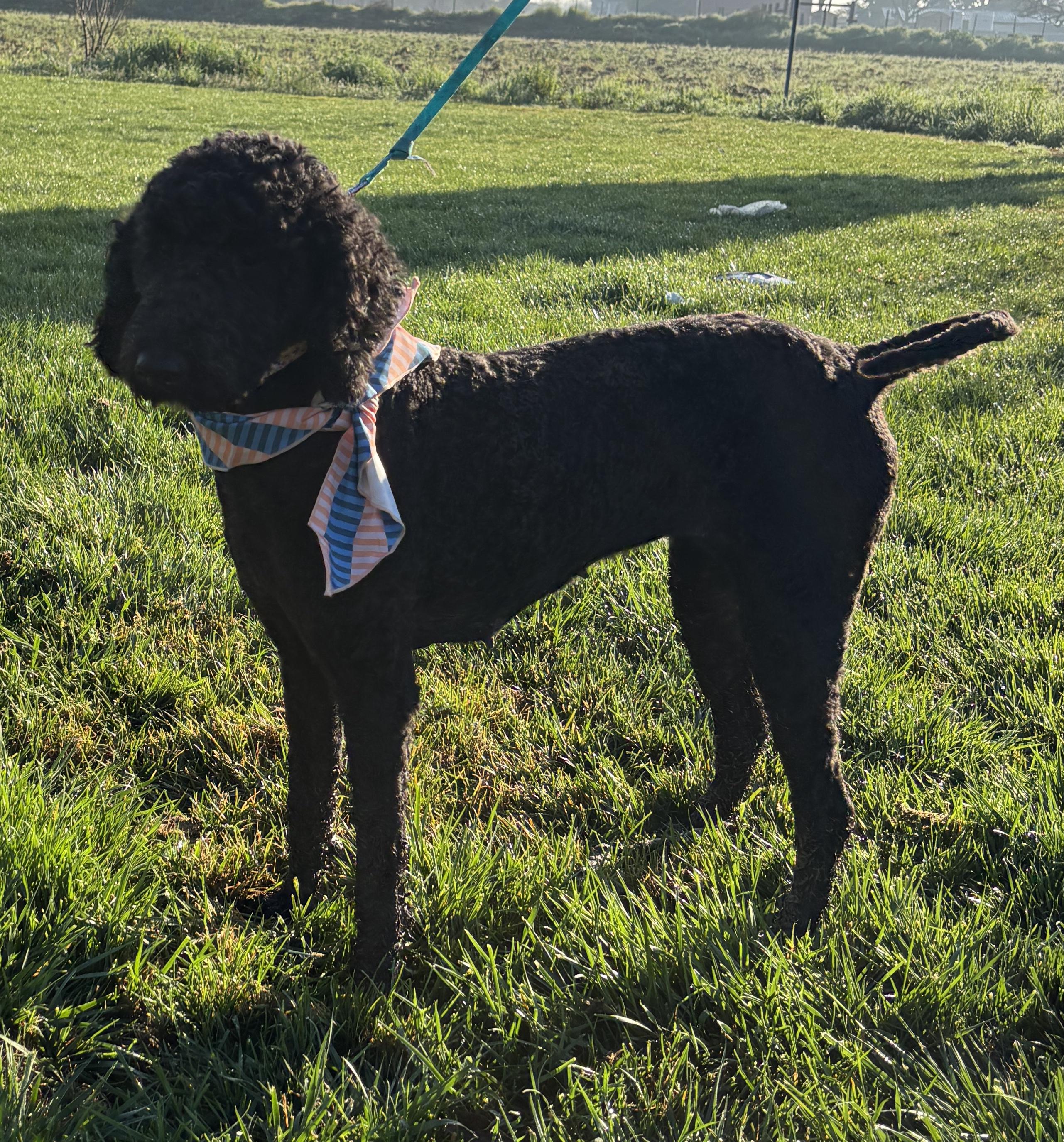 Enlarge Mitzi, a ADOPTABLE Labradoodle in Atwater, CA image 1/3