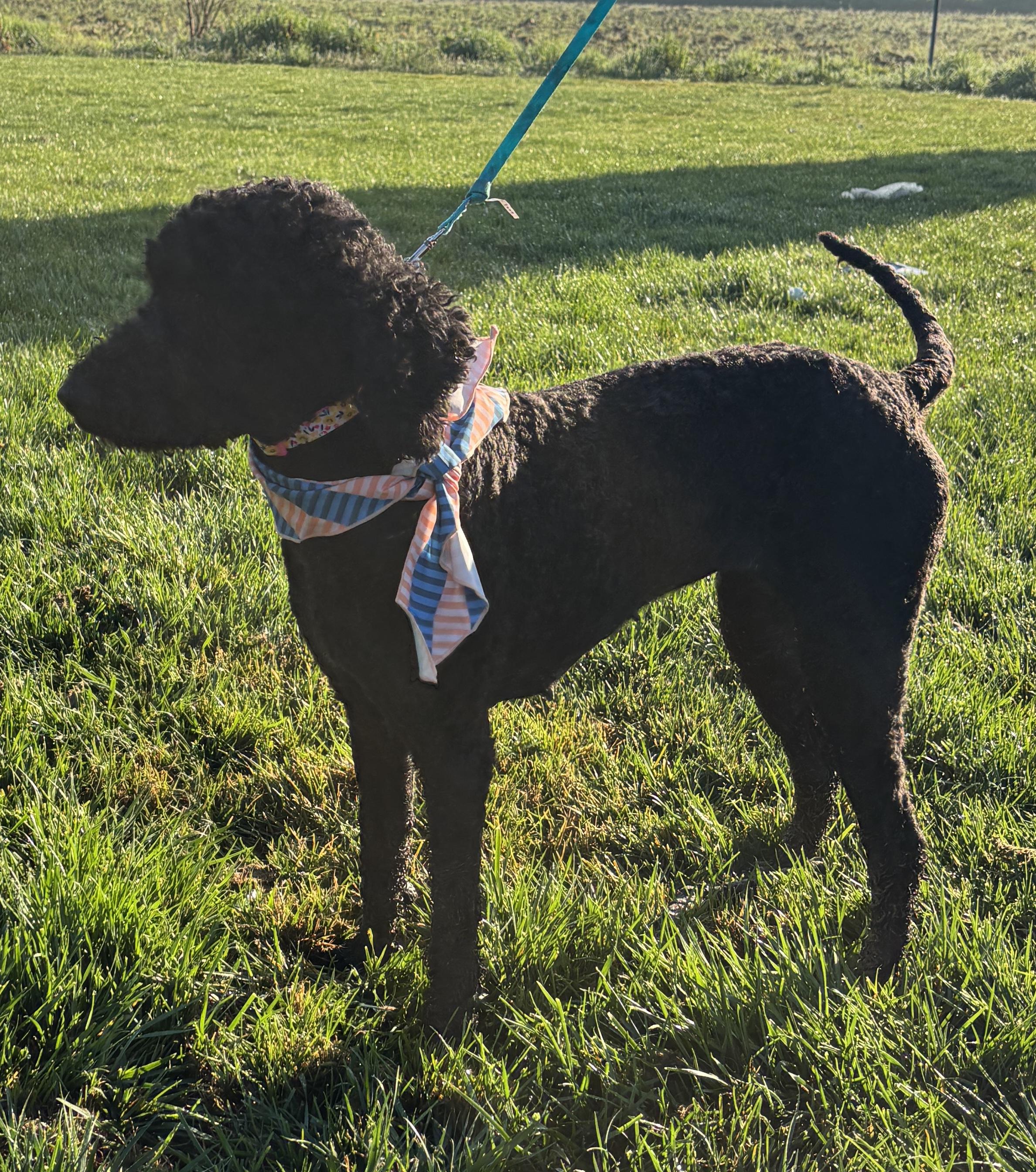 Enlarge Mitzi, a ADOPTABLE Labradoodle in Atwater, CA image 2/3