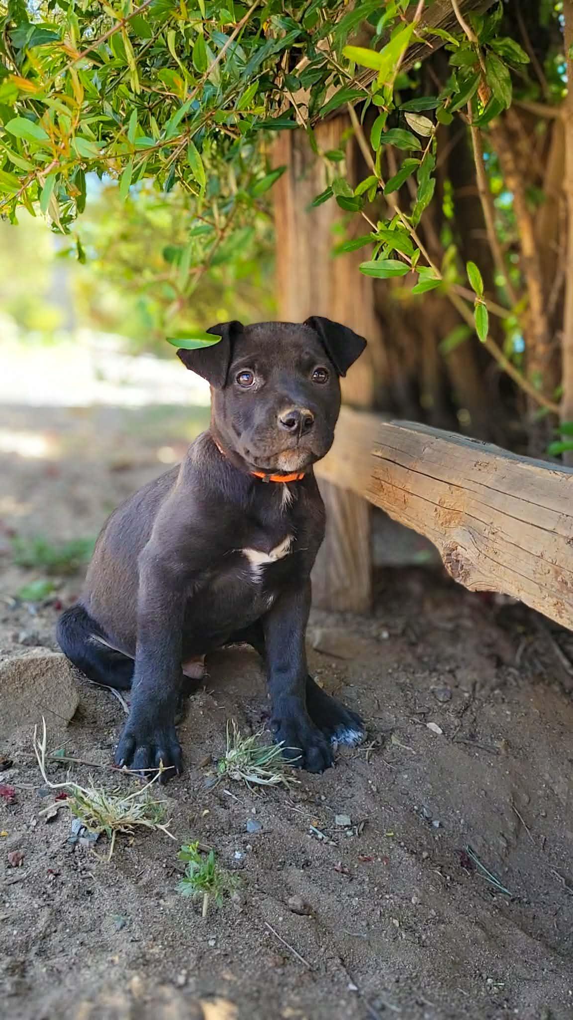 Enlarge Chuckles, a Adoptable mixed breed in Anza, CA image 2/5