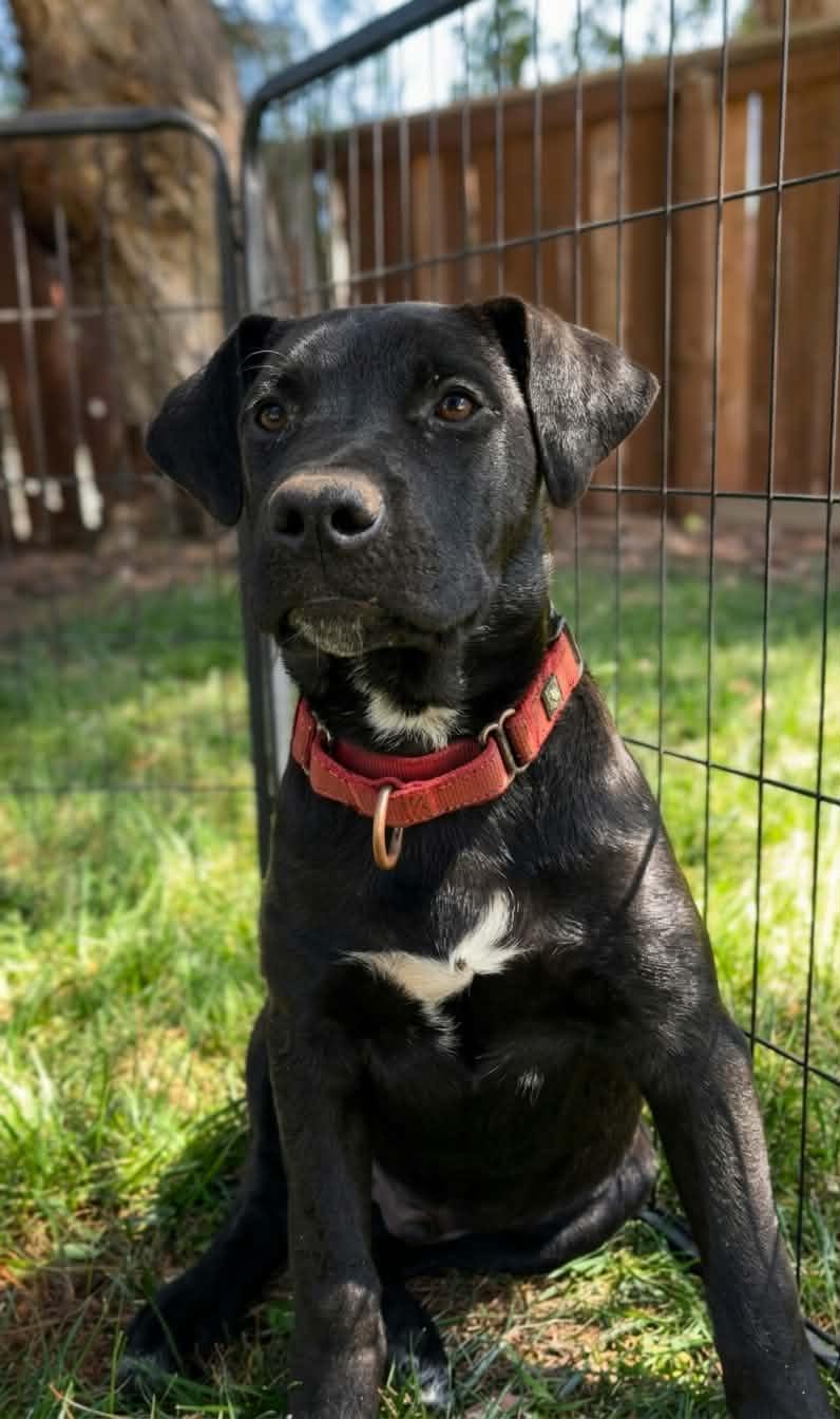 Chuckles, a Adoptable mixed breed in Anza, CA image 2/6