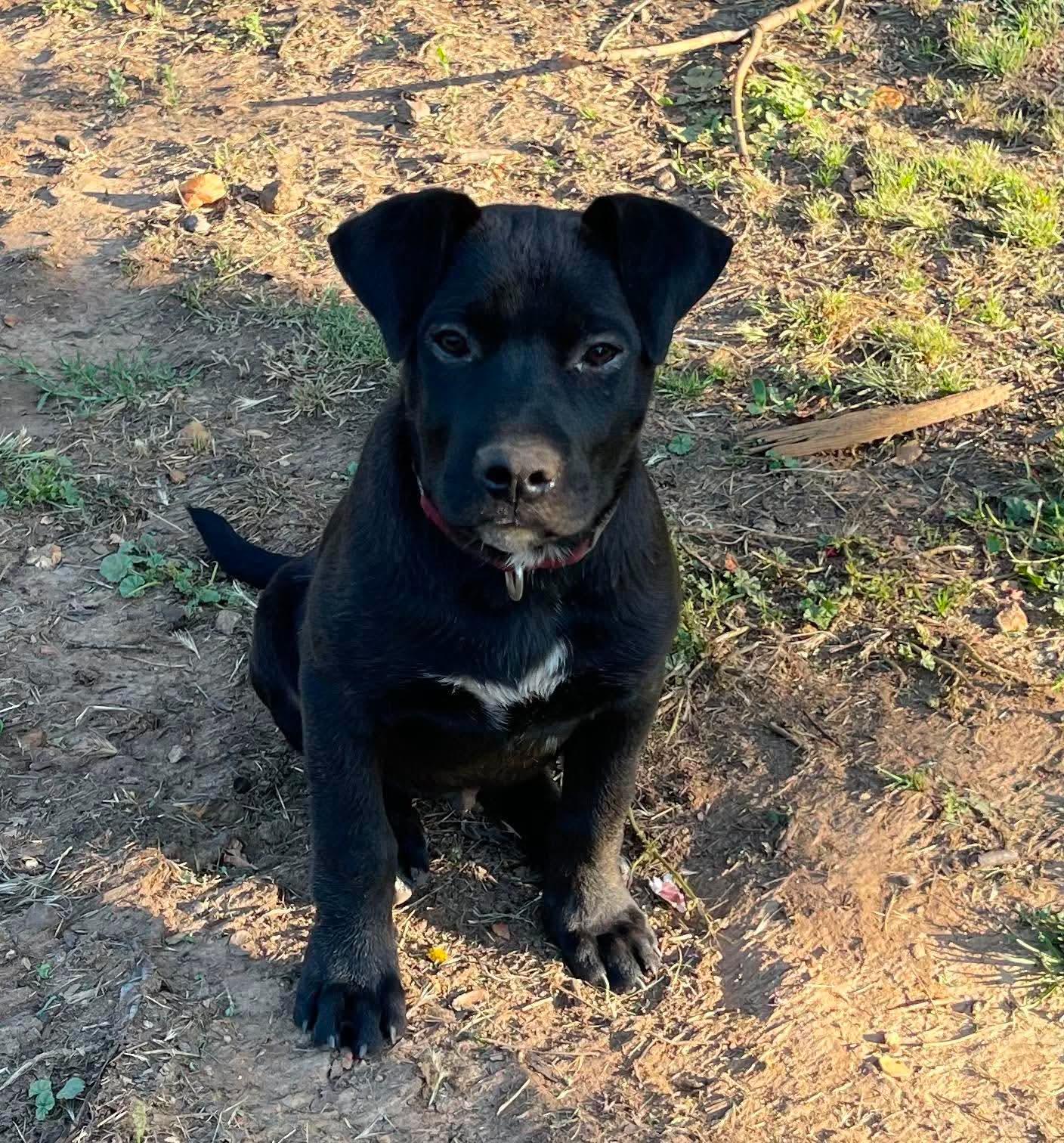 Enlarge Chuckles, a Adoptable mixed breed in Anza, CA image 1/6