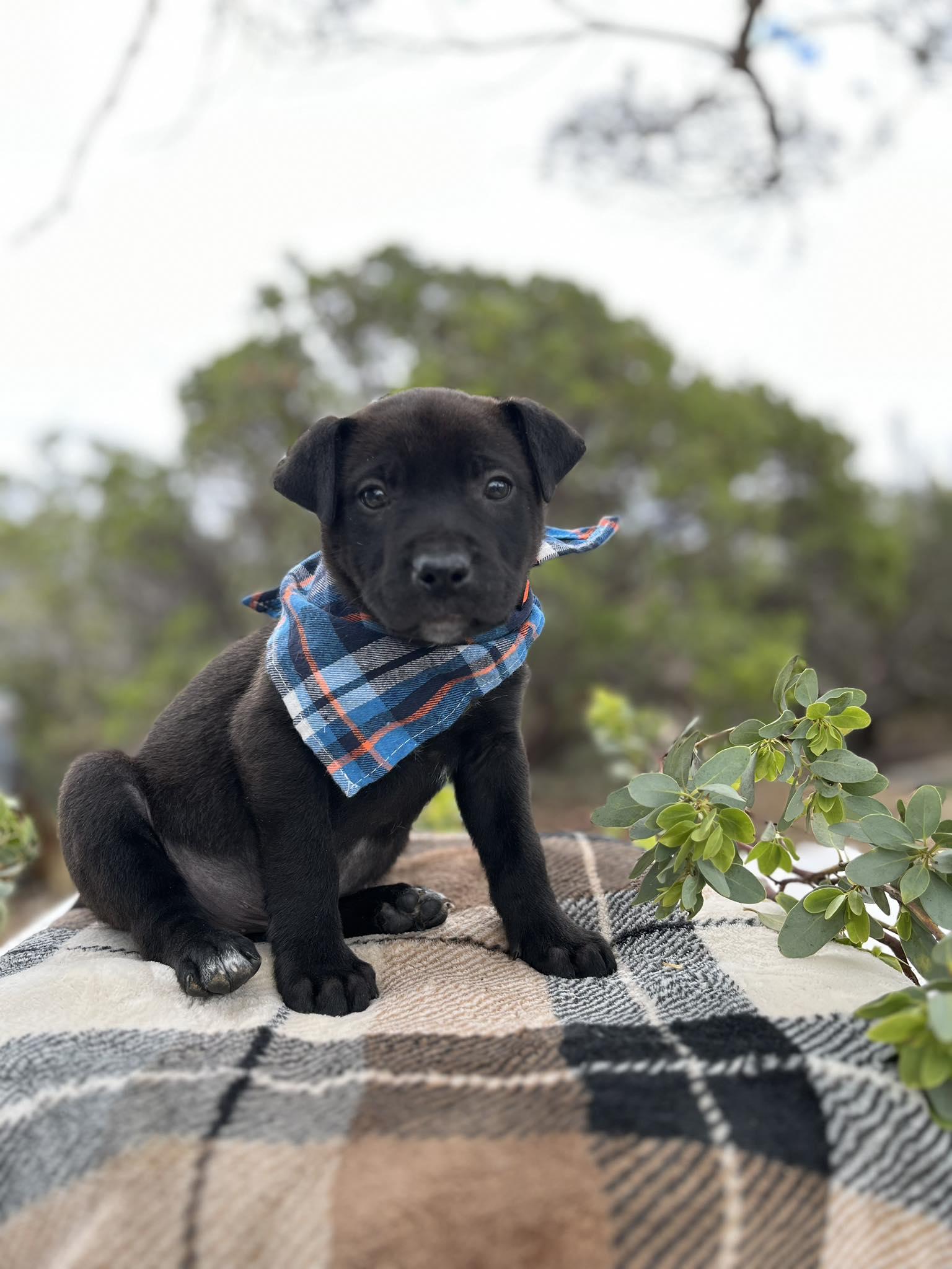 Enlarge Chuckles, a Adoptable mixed breed in Anza, CA image 3/5