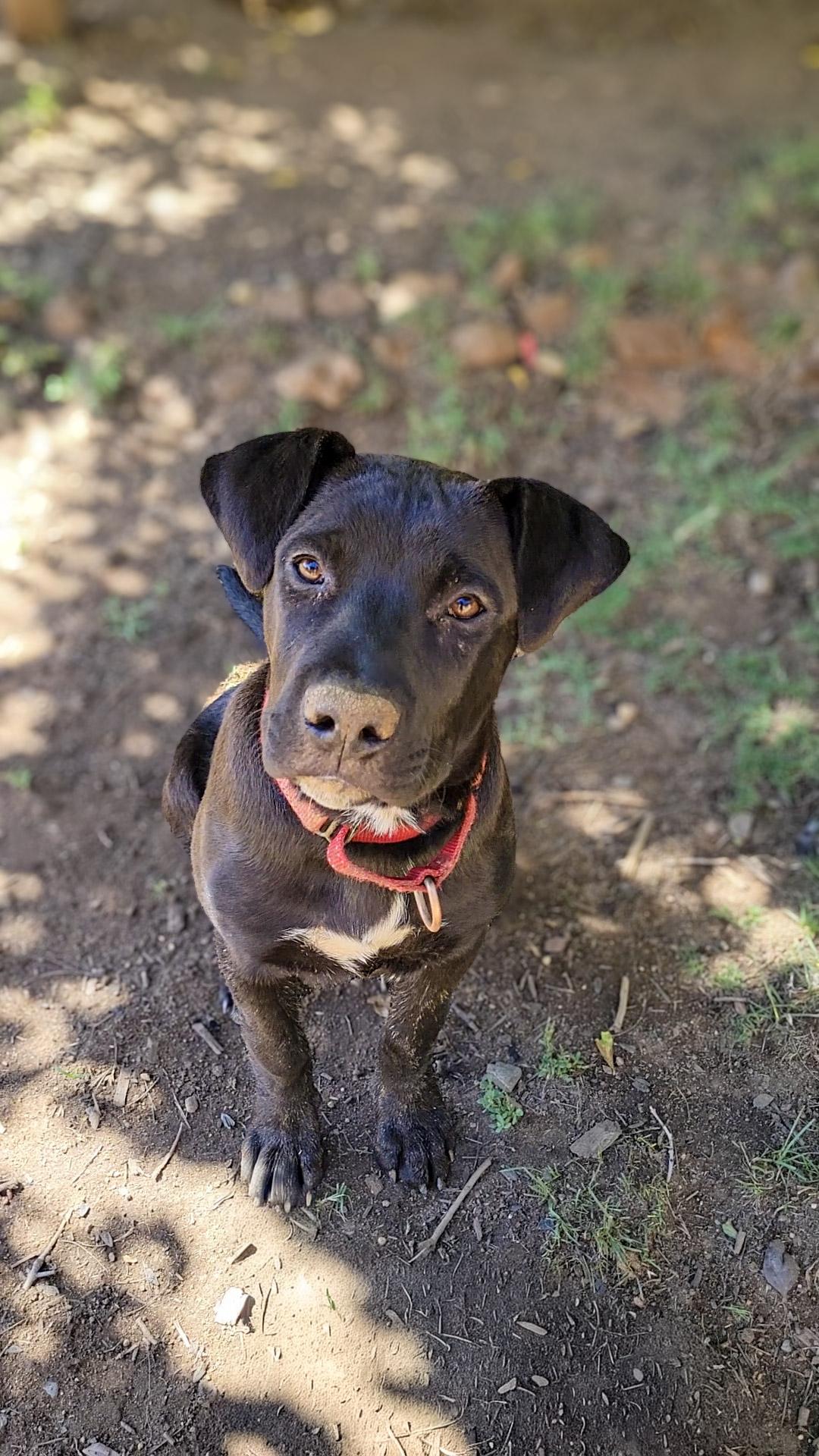 Chuckles, a Adoptable mixed breed in Anza, CA image 1/6