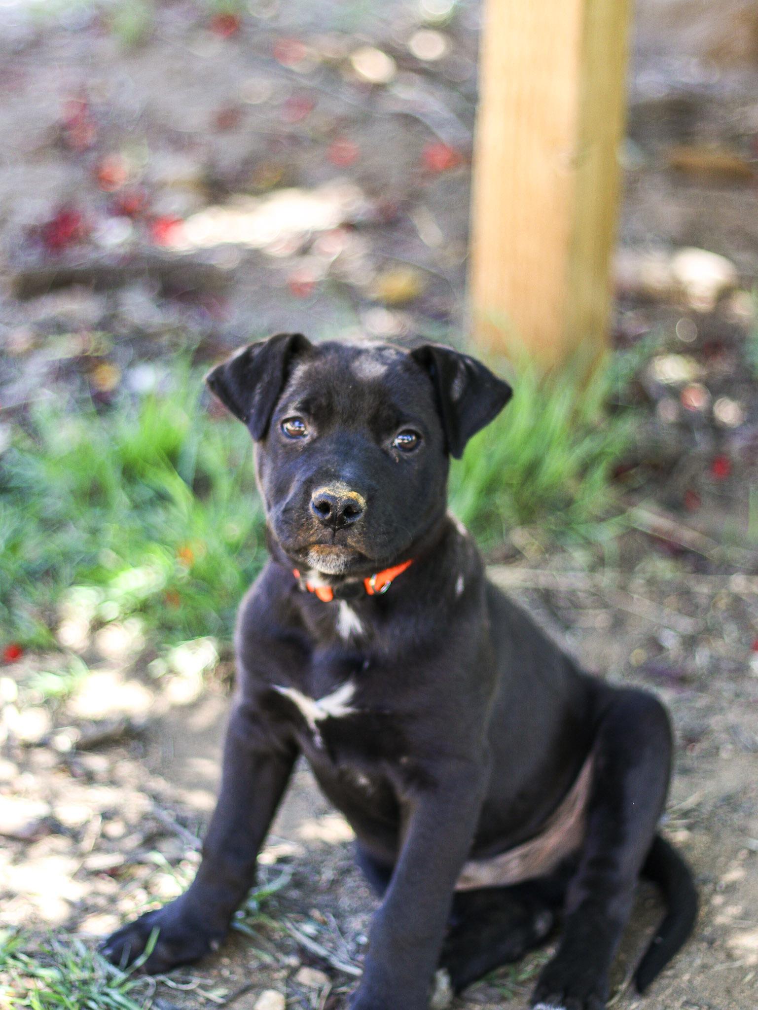 Enlarge Chuckles, a Adoptable mixed breed in Anza, CA image 1/5
