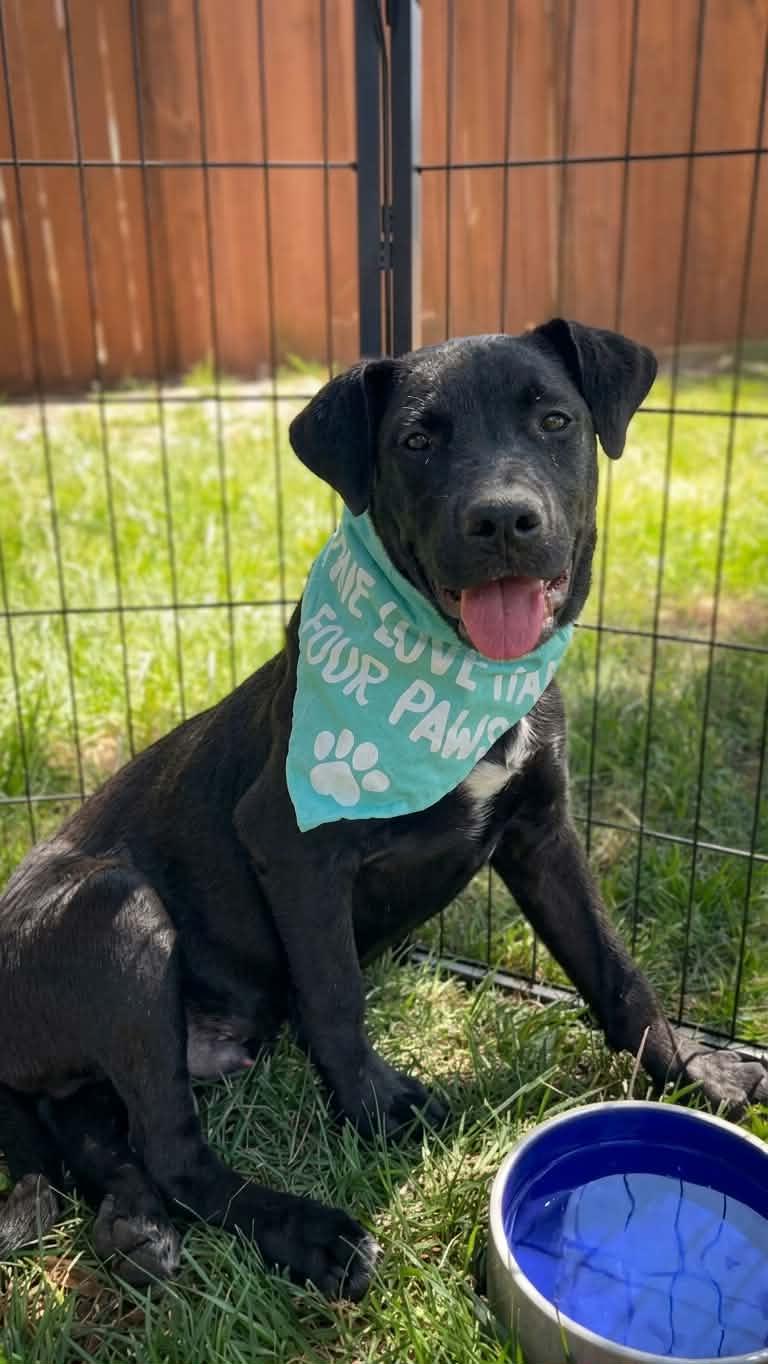 Chuckles, a Adoptable mixed breed in Anza, CA image 6/6