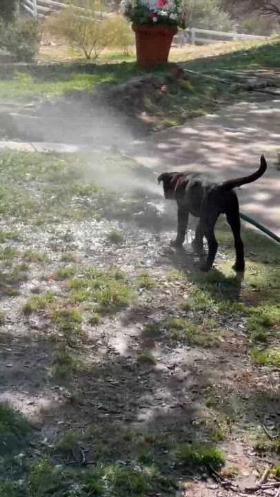 Enlarge Chuckles, a Adoptable mixed breed in Anza, CA video 6/6
