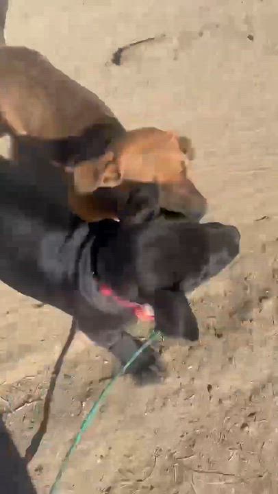 Enlarge Chuckles, a Adoptable mixed breed in Anza, CA video 5/5