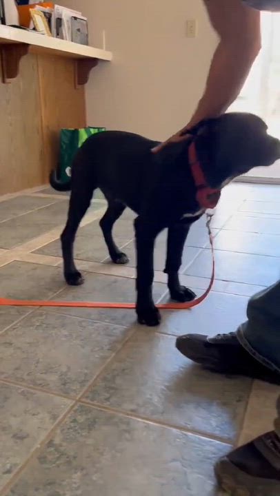 Enlarge Chuckles, a Adoptable mixed breed in Anza, CA video 5/6