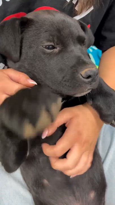 Enlarge Chuckles, a Adoptable mixed breed in Anza, CA video 4/5