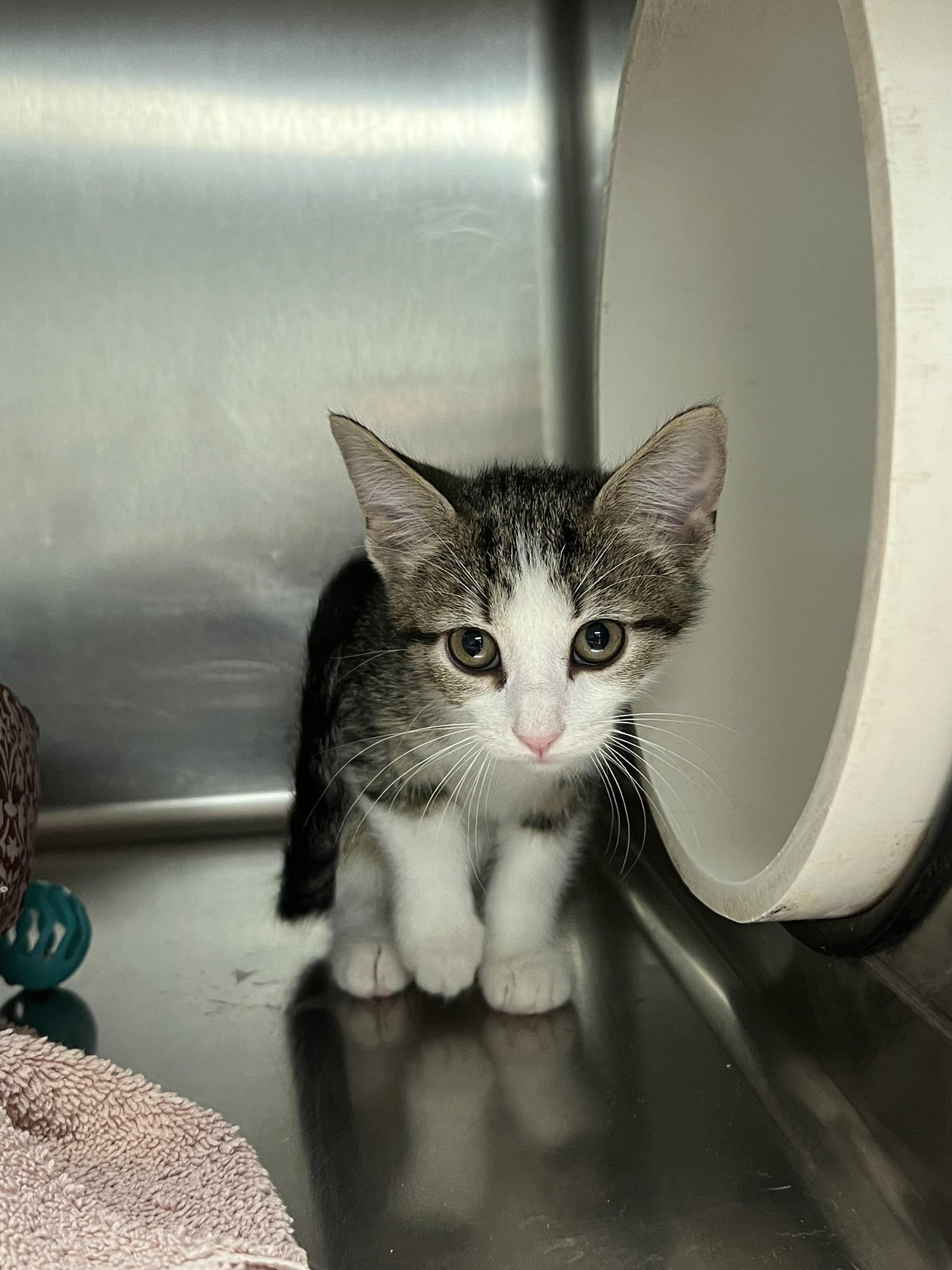 Cat for adoption Arizelle, a Domestic Short Hair in Geneseo, IL Petfinder