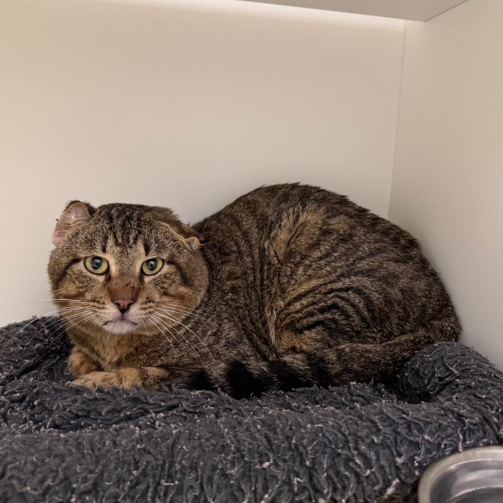 Mickey, Adoptable, Adult Male Domestic Short Hair & Domestic Short Hair.