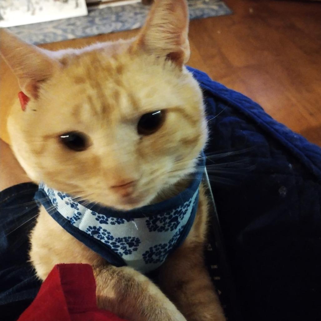 Cleo, Adoptable, Adult Female Domestic Short Hair.