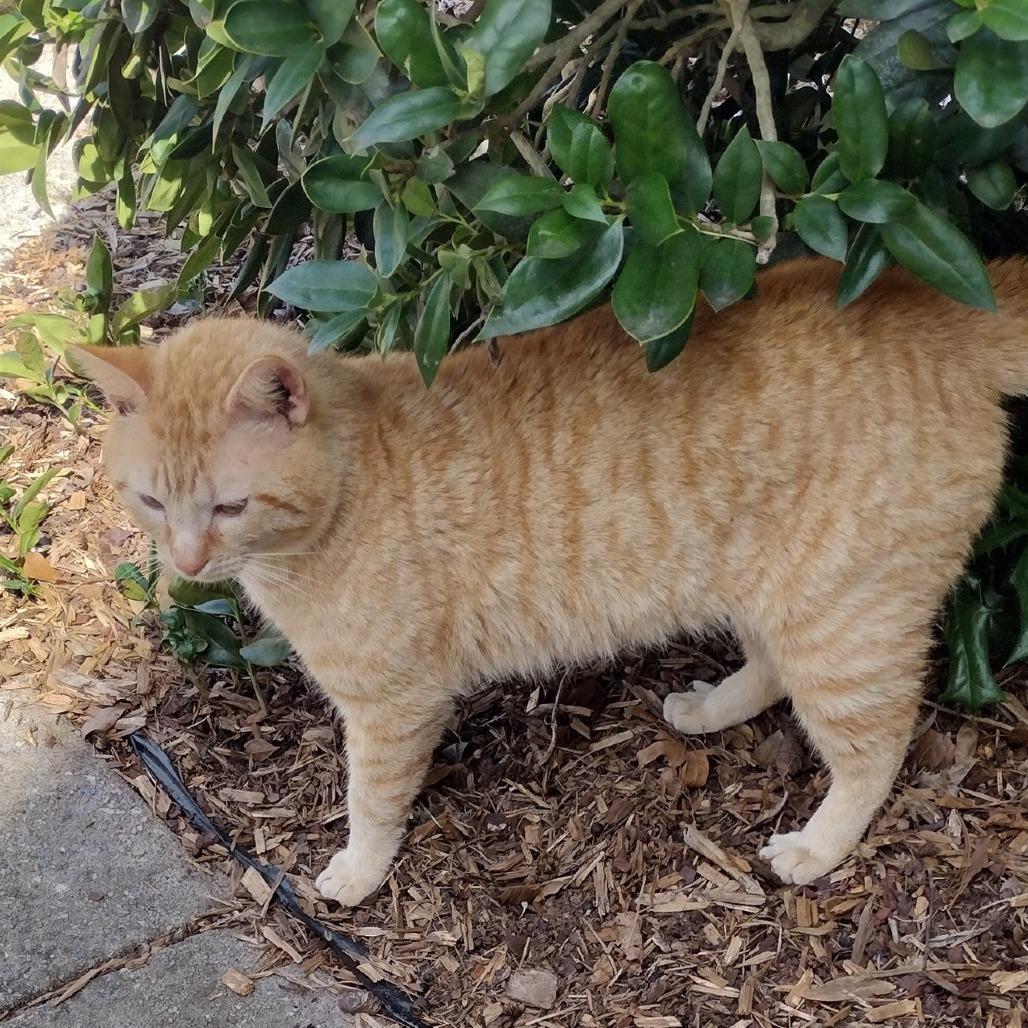 Cleo, a Adoptable Domestic Short Hair in Simpsonville, SC image 2/3