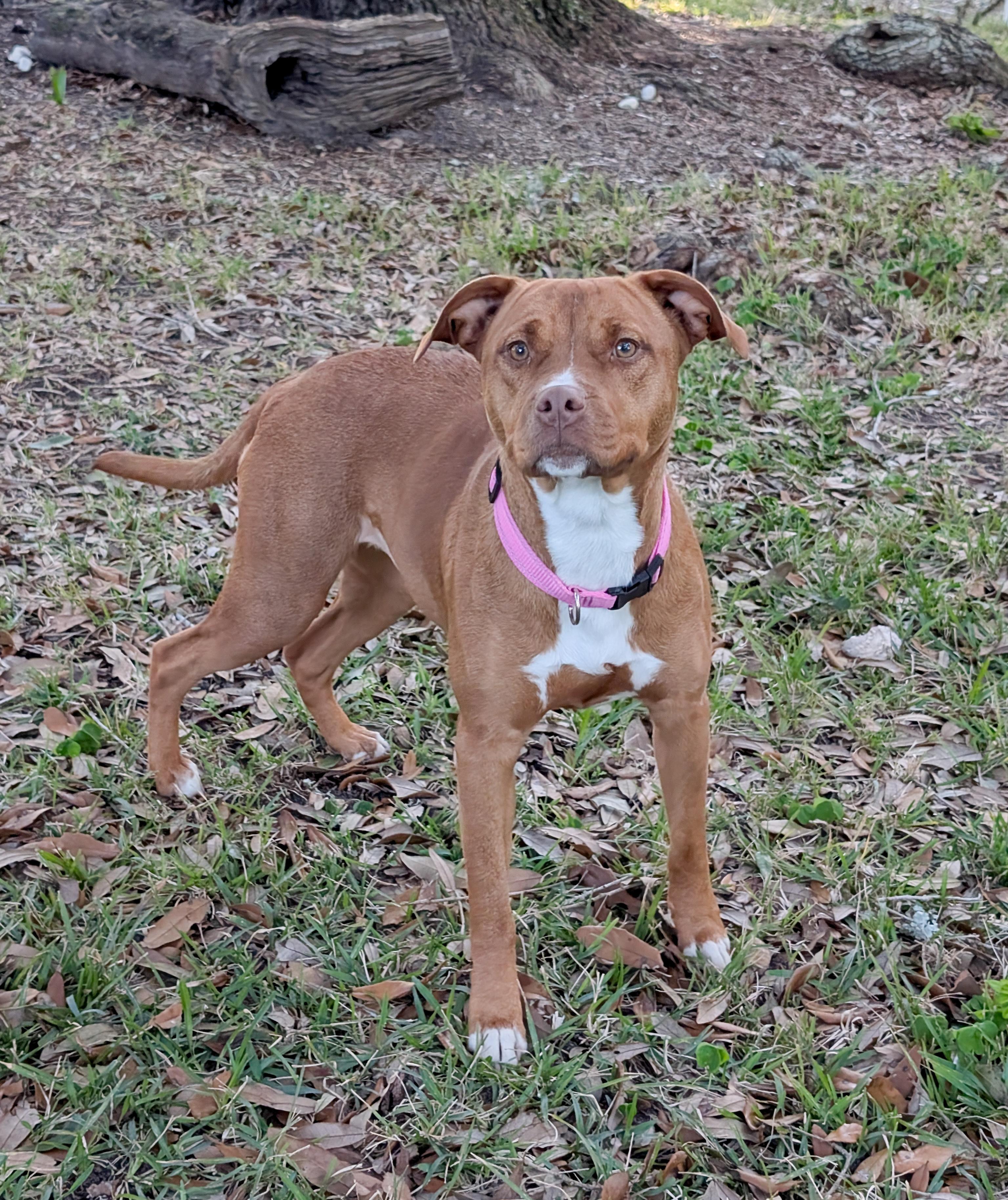 Jaden, an adopted Pit Bull Terrier in Pass Christian, MS image 6/6