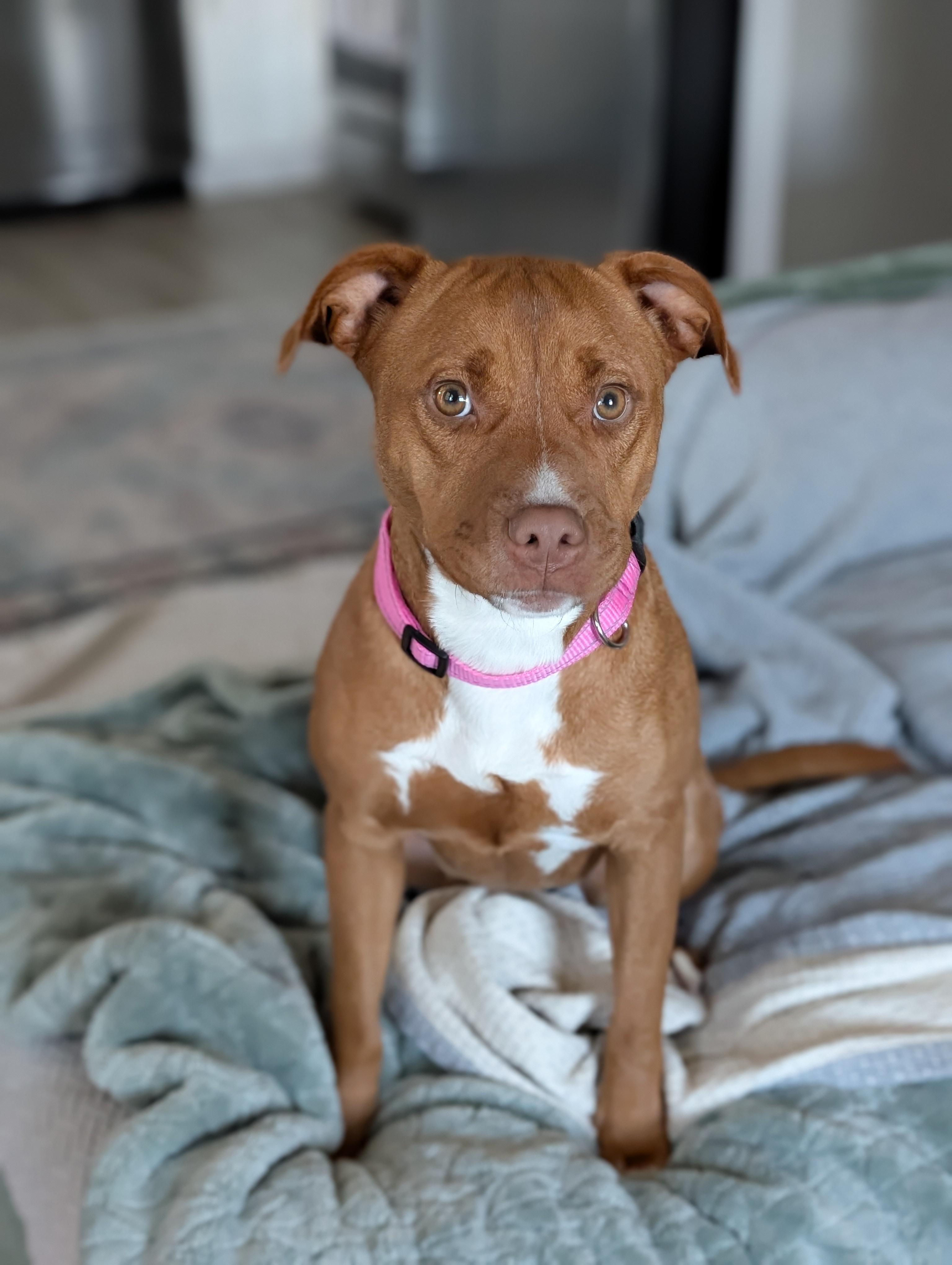 Jaden, an adopted Pit Bull Terrier in Pass Christian, MS image 4/6