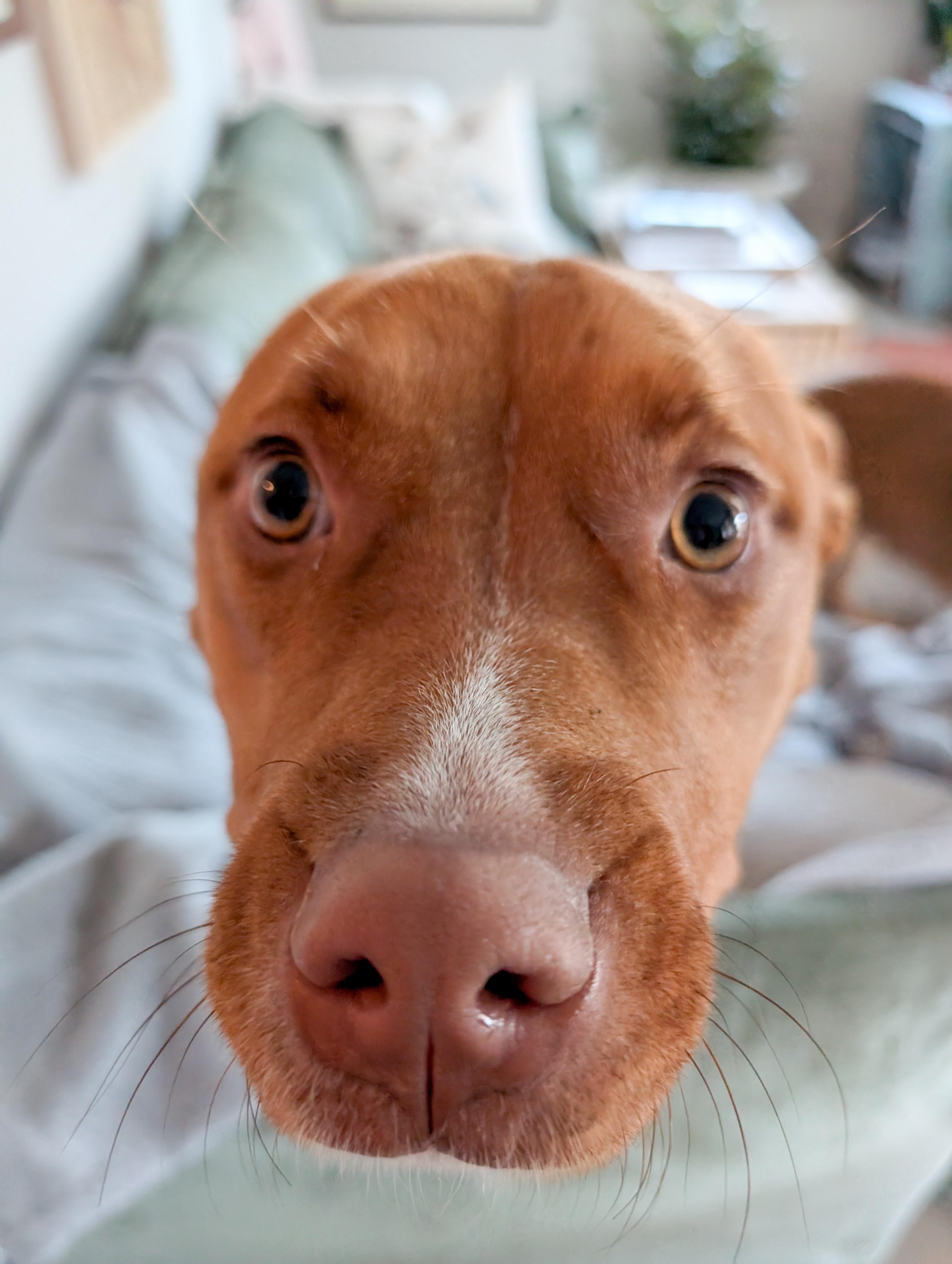 Jaden, adopted, Young Female Pit Bull Terrier.