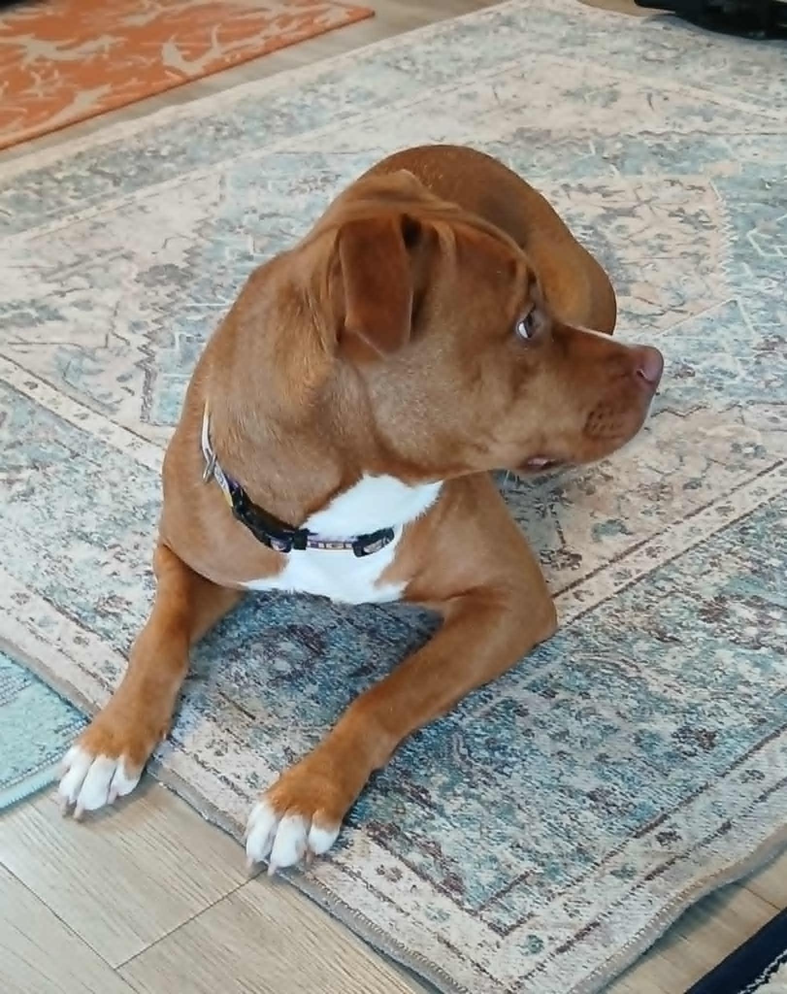 Jaden, an adopted Pit Bull Terrier in Pass Christian, MS image 3/6