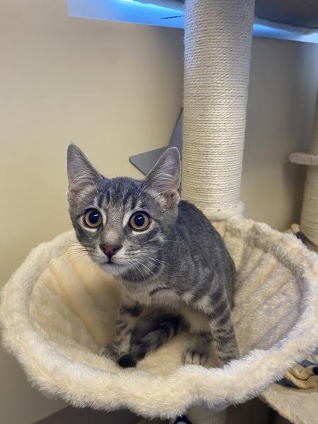 Enlarge Purrito, a Adoptable mixed breed in Monterey, CA image 1/1