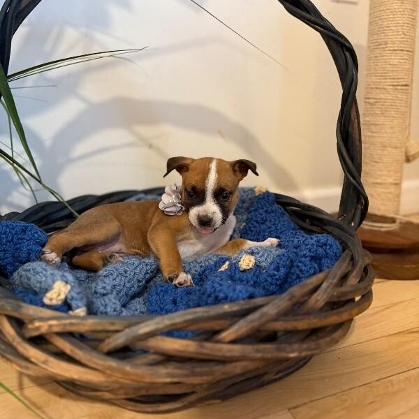 Chenille Moxie Perla — thumbnail 4