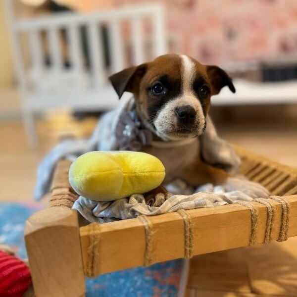 Chenille Moxie Perla — thumbnail 5