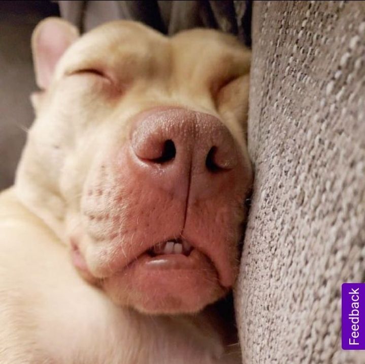 Ruby, a Adoptable mixed breed in Detroit, MI image 1/8