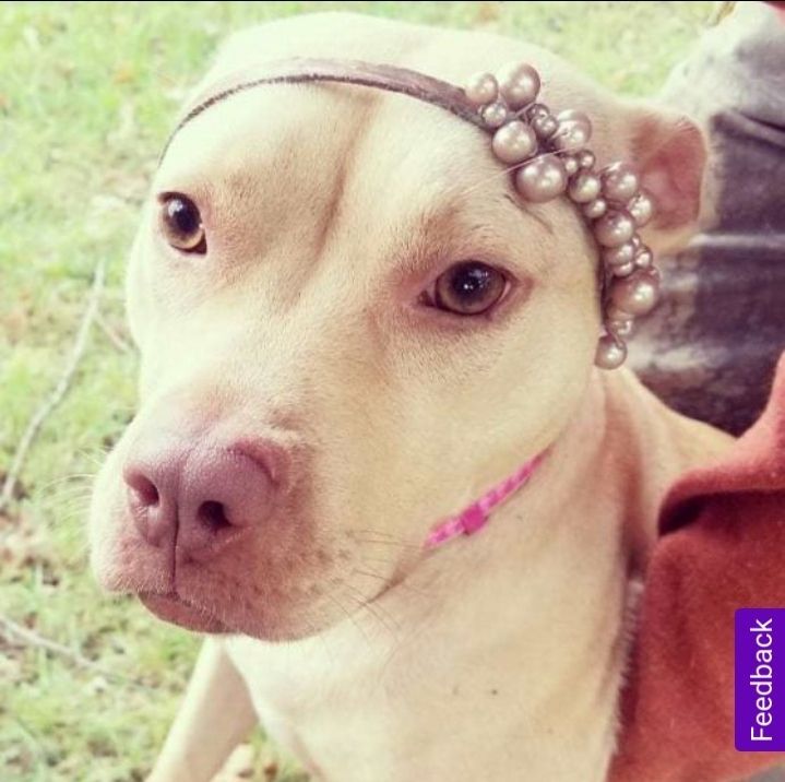 Ruby, a Adoptable mixed breed in Detroit, MI image 2/8