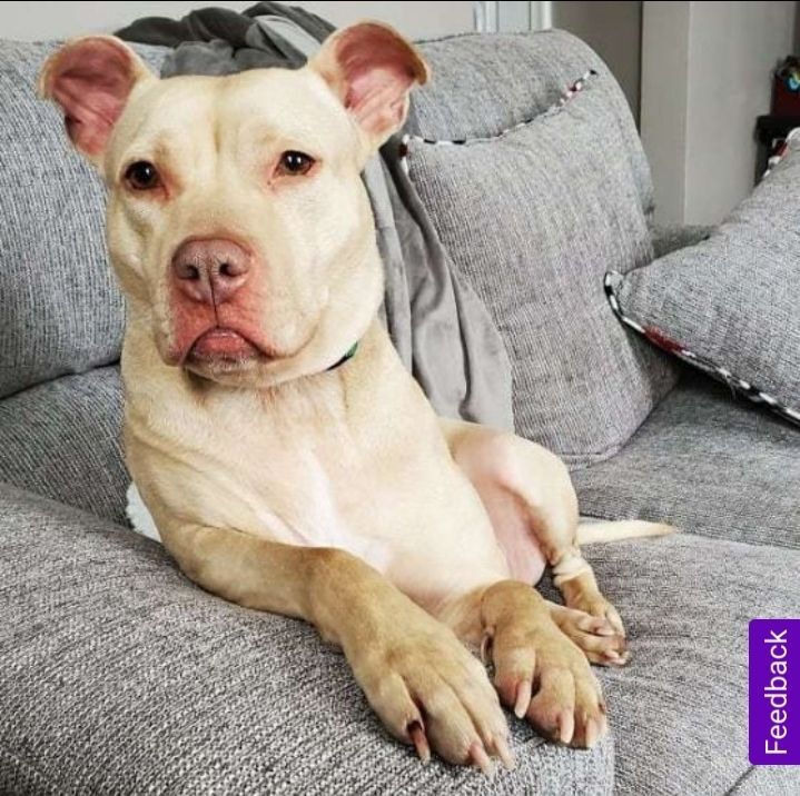 Ruby, a Adoptable mixed breed in Detroit, MI image 3/8