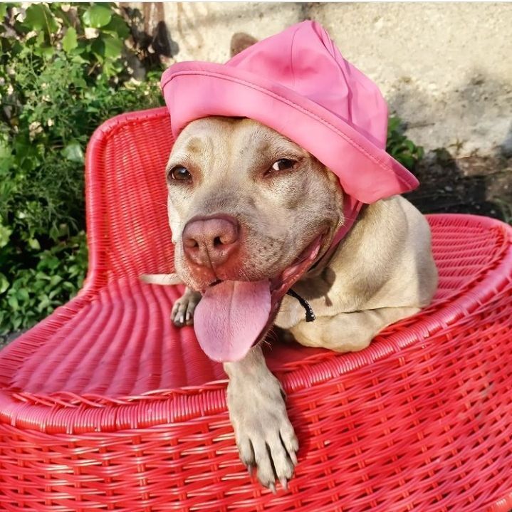 Ruby, a Adoptable mixed breed in Detroit, MI image 4/8