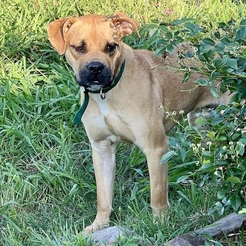 Enlarge Sugar, a Adoptable mixed breed in Hamburg, PA image 4/6