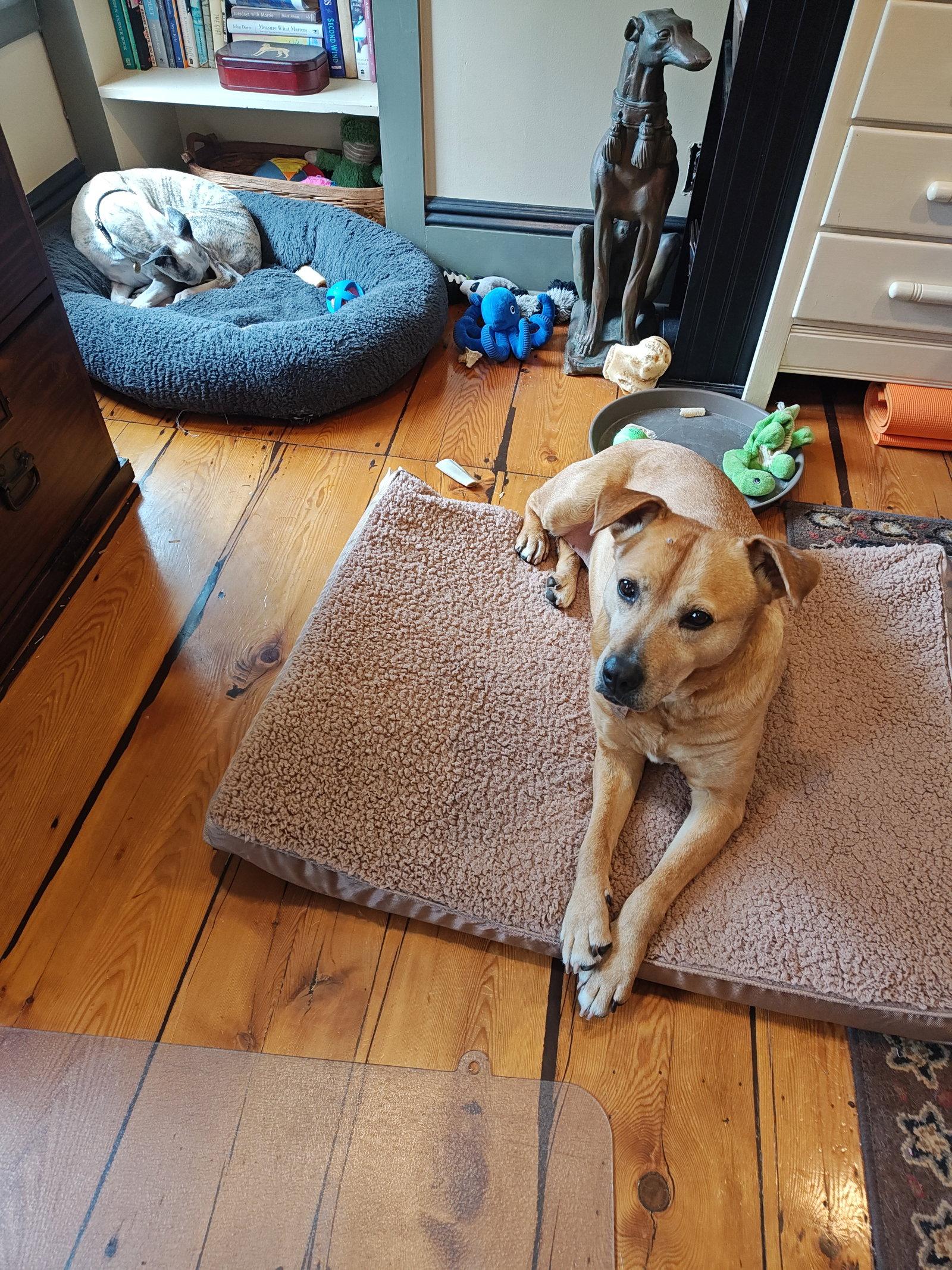 Cookie, Adopted, Senior Female Labrador Retriever & Hound.