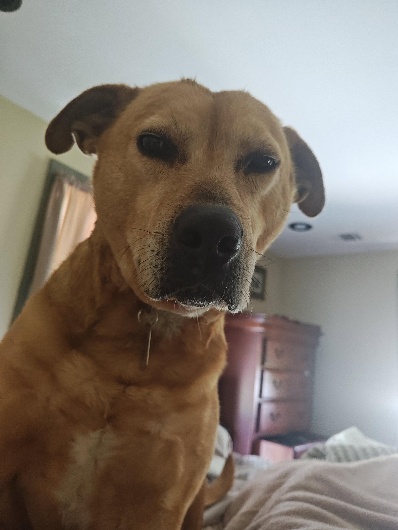 Cookie, a Adopted mixed breed in Doylestown, PA image 2/3