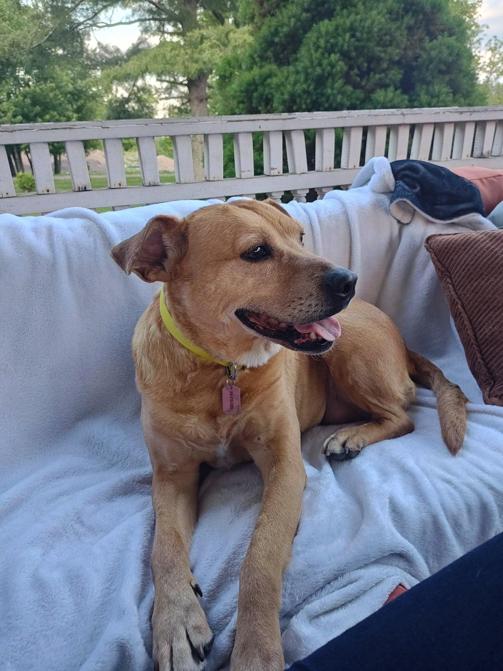 Cookie, a Adopted mixed breed in Doylestown, PA image 3/3