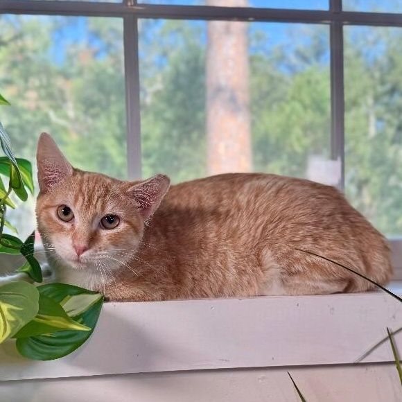 Peaches the Sweet — thumbnail 4