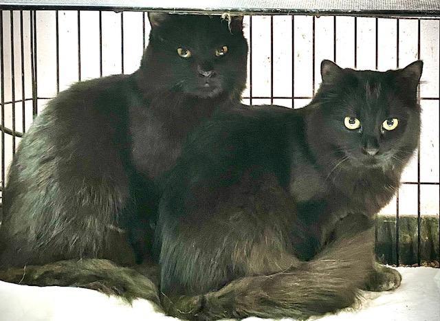 Purrnando thumbnail 3