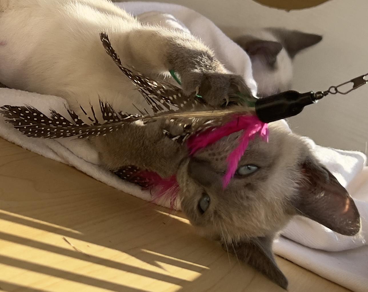 Bridget , adopted, Kitten Female Siamese.