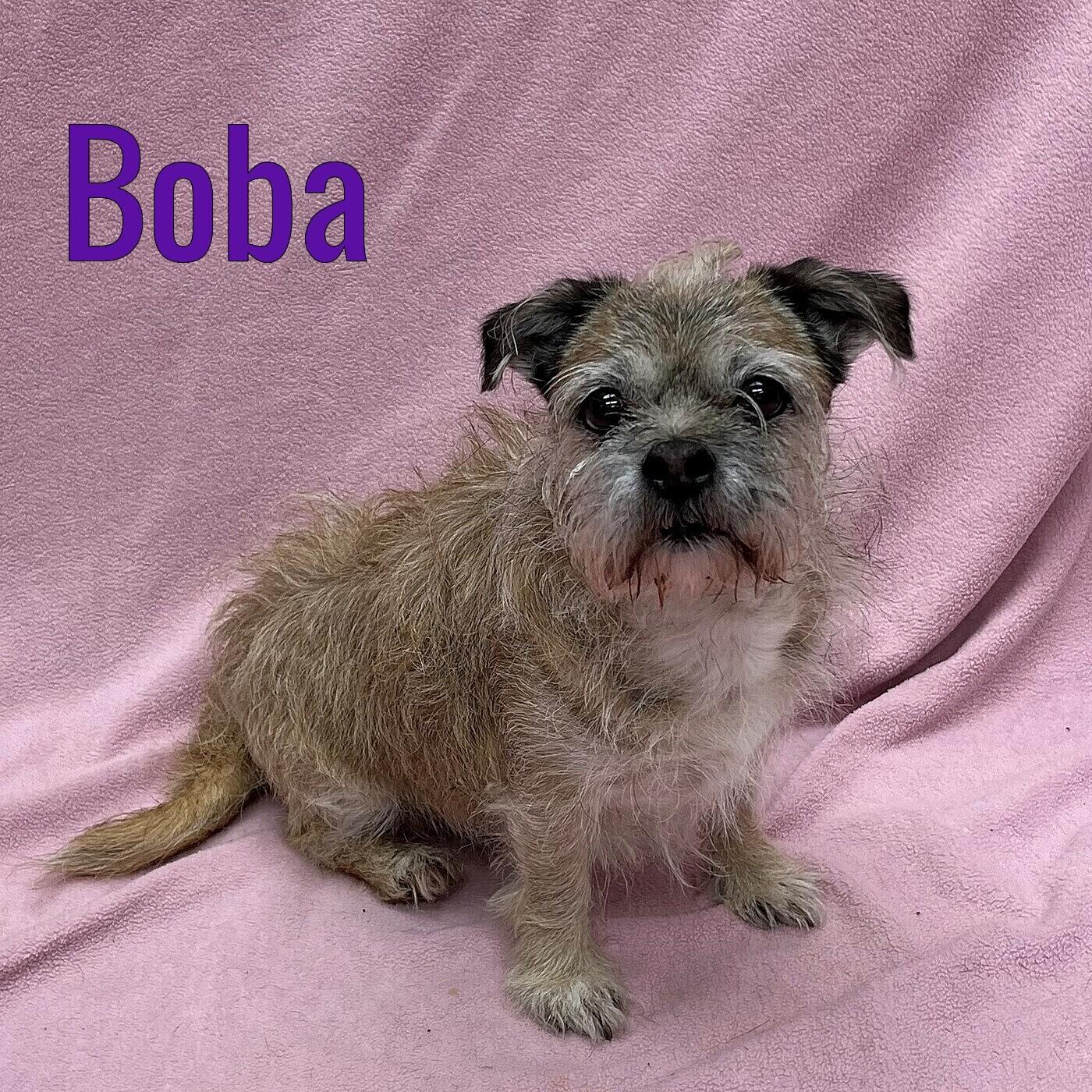 Boba