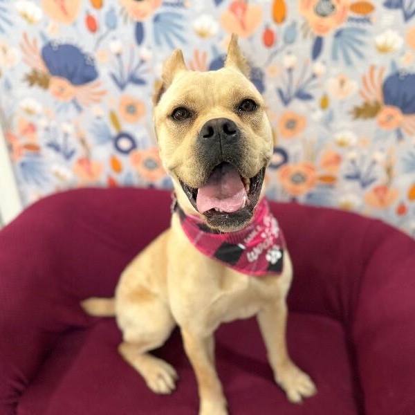 Piper Squishy Lovebug — thumbnail 3