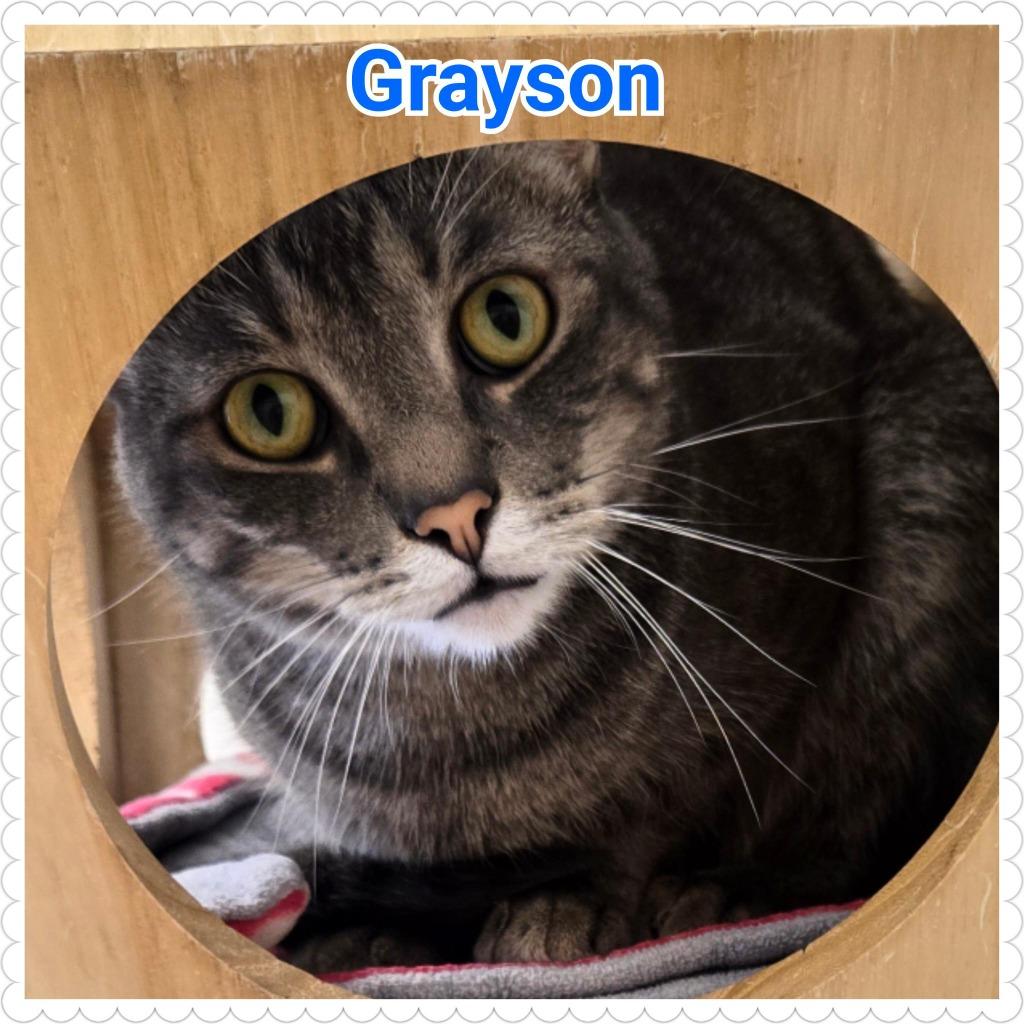 Grayson, Adoptable, Young Male Domestic Short Hair.