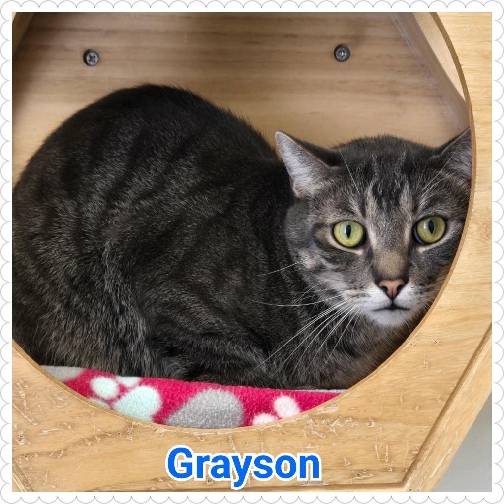 Enlarge Grayson, a Adoptable mixed breed in North Saint Paul, MN image 2/4