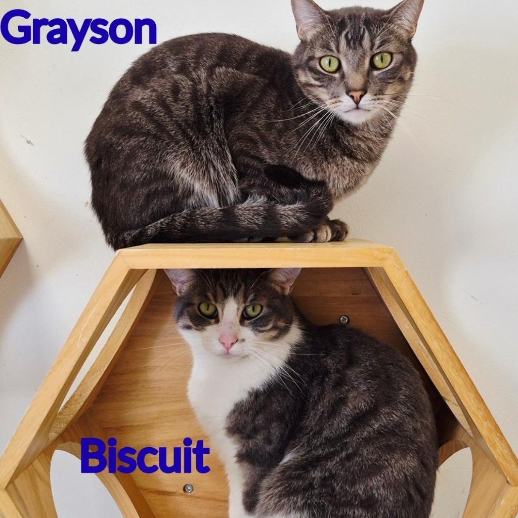 Grayson, a Adoptable mixed breed in North Saint Paul, MN image 3/5