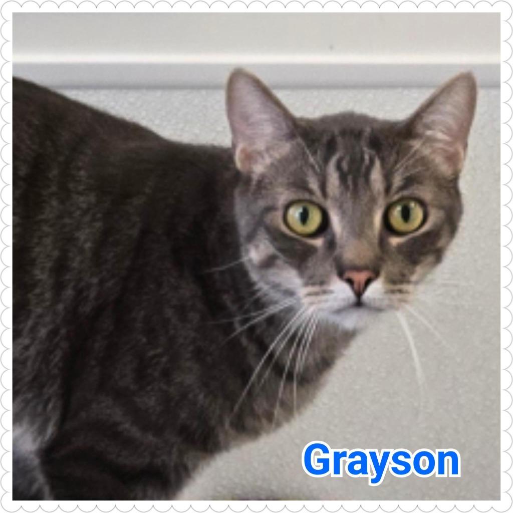 Enlarge Grayson, a Adoptable mixed breed in North Saint Paul, MN image 3/4