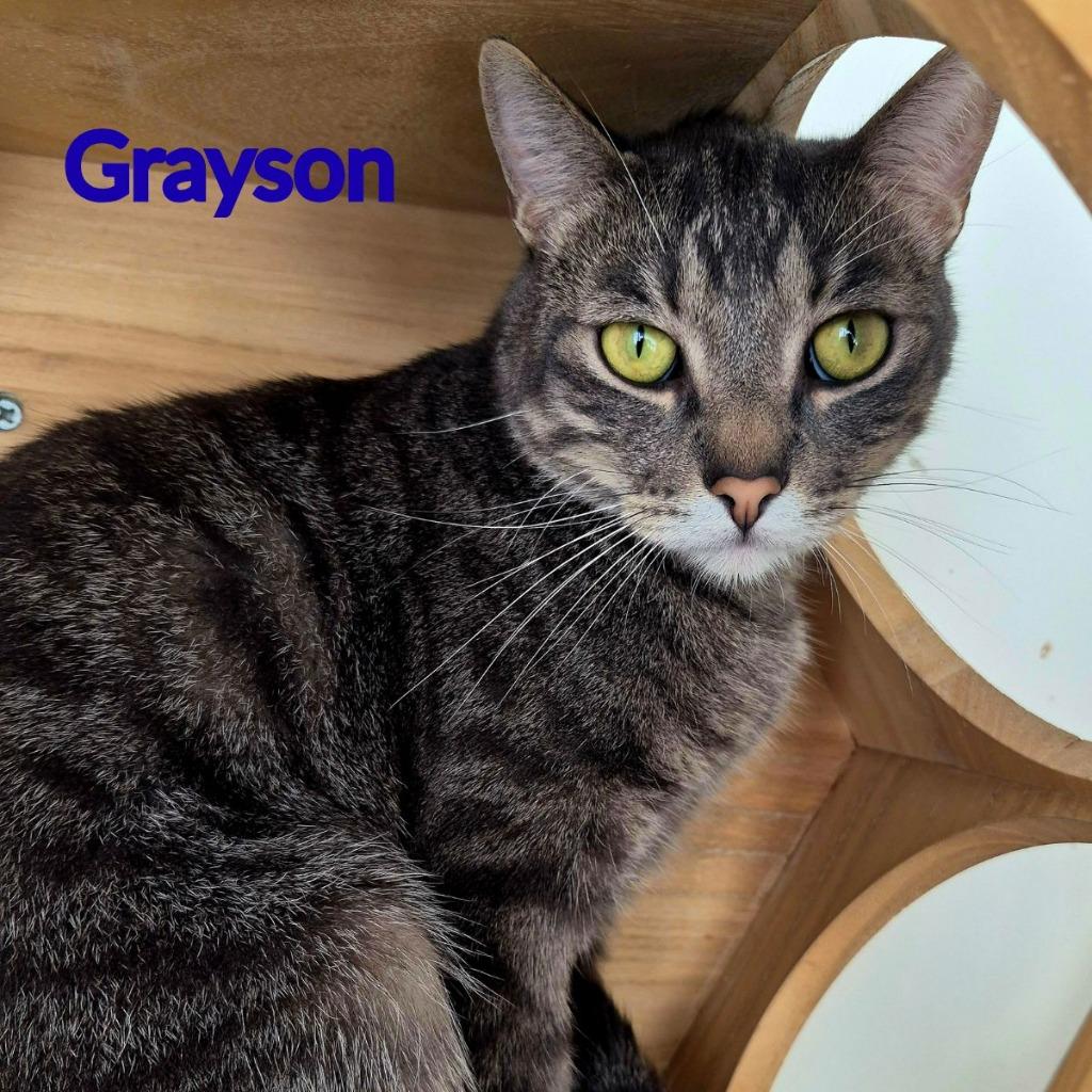 Enlarge Grayson, a Adoptable mixed breed in North Saint Paul, MN image 4/4