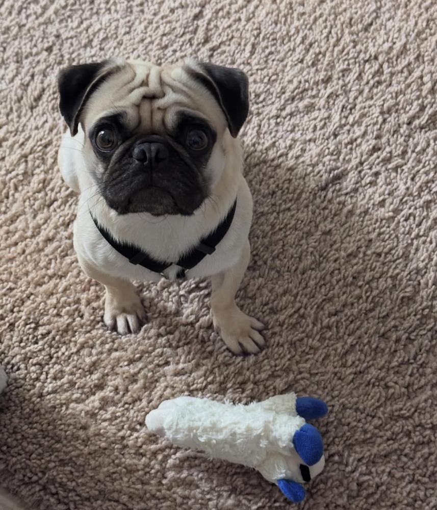 Enlarge Vinnie, a Adoptable Pug in ventura, CA image 1/2