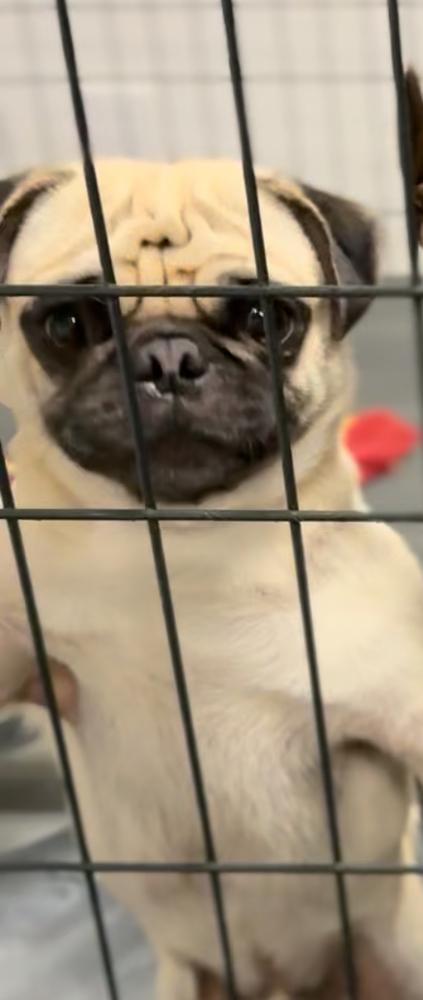 Enlarge Vinnie, a Adoptable Pug in ventura, CA image 2/2