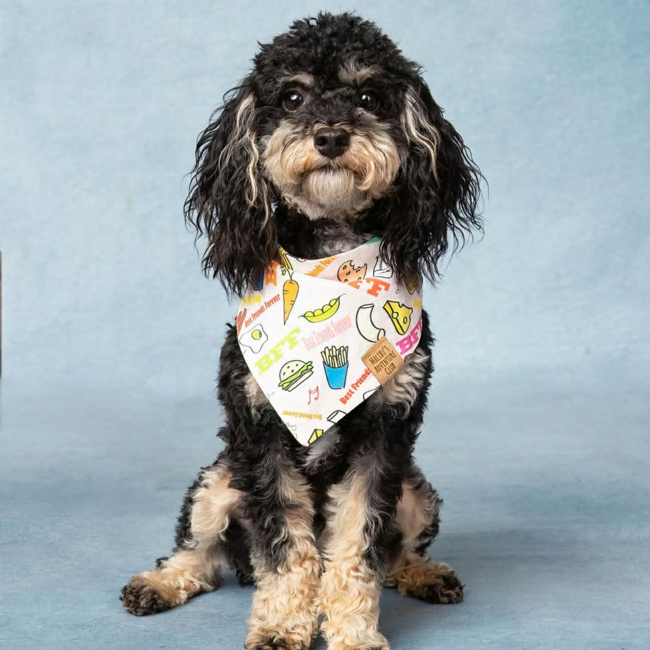 TEDDY, Adopted, Puppy Male Yorkie Poo.