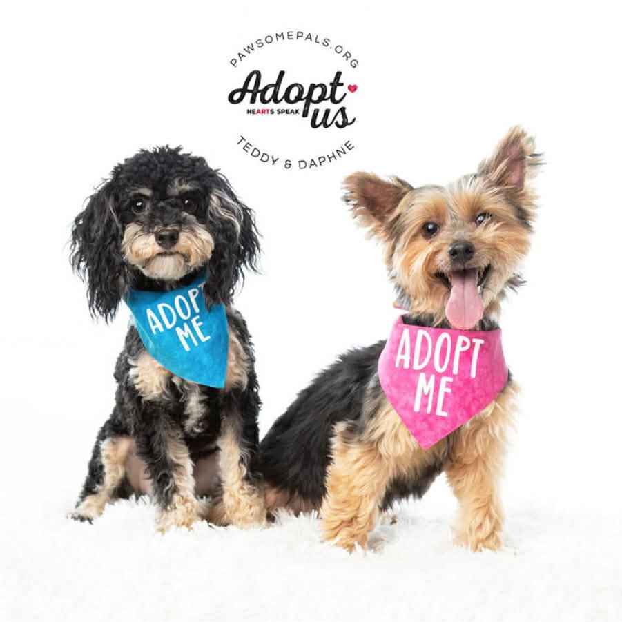 Enlarge TEDDY, a Adopted Yorkie Poo in Dallas, TX image 3/6